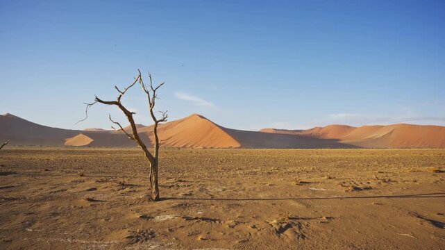 Lonely dead tree standing in arid desert landscape of Dead Vlei in Namibia, Africa, with iconic orange sand dunes of Sossusvlei in background