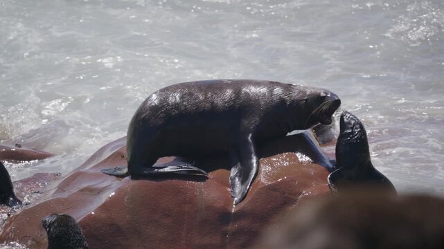 Cape fur seal colony resting on rock in Atlantic Ocean with a mother seal interacting with pup at Skeleton Coast, Cape Cross in Namibia, southern Africa