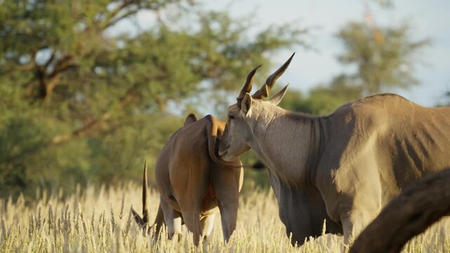Male common eland antelope exhibiting courtship behavior and licking a female eland during mating ritual in vast savanna of Namibia, Africa, showcasing wildlife interaction