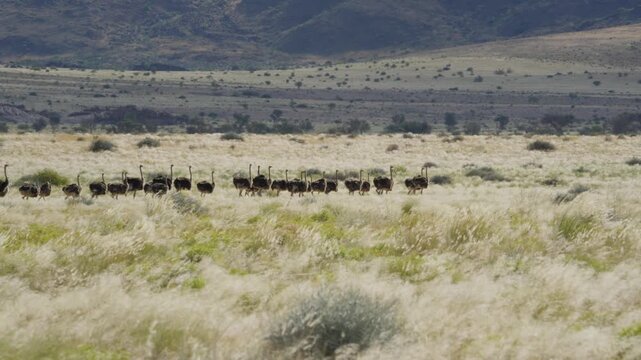 Large flock of common ostriches running through tall grass of Namibian savanna with mountains background, showcasing wild animals of Southern Africa