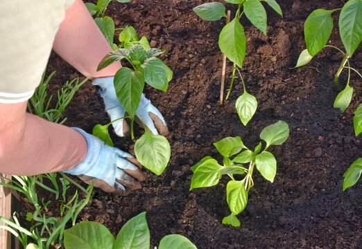 Transplanting pepper seedlings into the ground, into a greenhouse. Spring gardening.