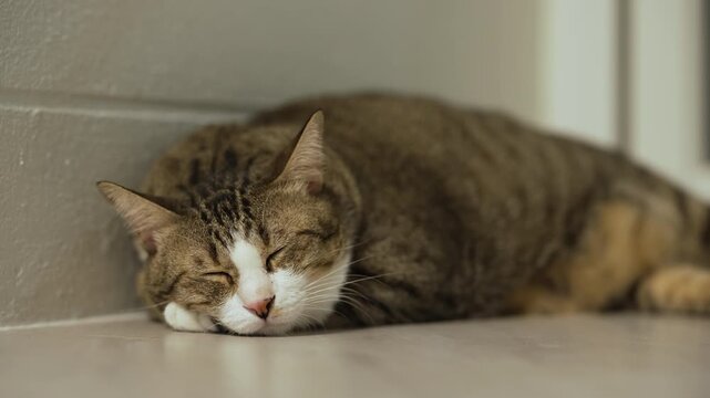 Domestic tabby cat sleeping on the floor at home
