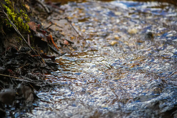 Fototapeta premium A woodland creek runs gently between rocks and roots under a canopy of foliage. Can be used for environmental designs, travel visuals, and calming background imagery.