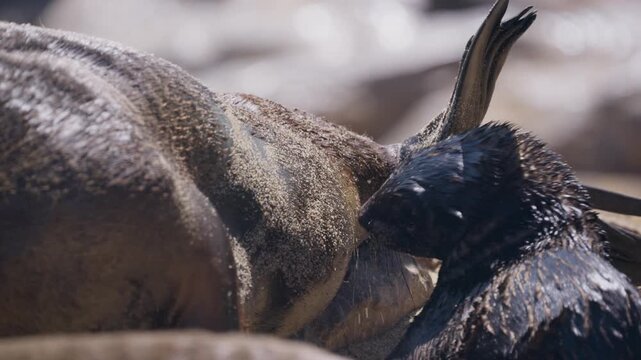 Wet newborn Cape fur seal pup suckling milk from mother on a sandy beach at Cape Cross colony in Namibia, highlighting bond between mother and offspring