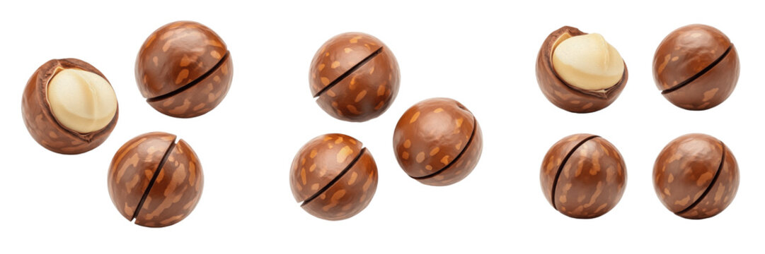 Set and collection of macadamia nuts isolated on transparent png background