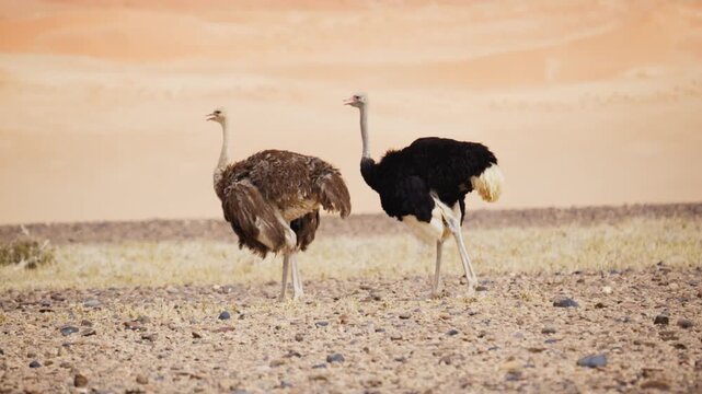 Male and female ostrich couple standing in vast Namib Desert in Namibia, with orange sand dunes in background, showcasing wild african wildlife and nature