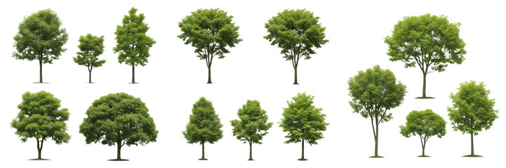 Green Garden Tree and Shrub PNG Set Isolated on White Background for Architectural Rendering, Landscape Design, Nature Environment, Realistic Botanical Foliage Plants Vector Assets. © Uzainly O