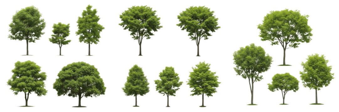 Green Garden Tree and Shrub PNG Set Isolated on White Background for Architectural Rendering, Landscape Design, Nature Environment, Realistic Botanical Foliage Plants Vector Assets.