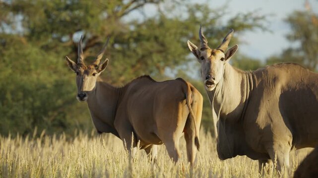Pair of eland antelopes grazing and observing in sunny african grassland, playful expression and looking at the camera in Namibia
