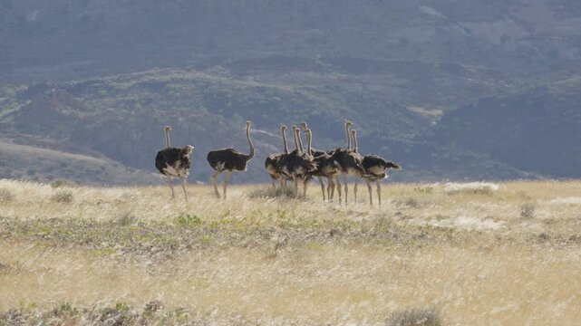 Group of wild common ostrich walking in african savannah in Namibia, flock of large flightless birds from Struthio camelus species inhabiting dry arid grassland