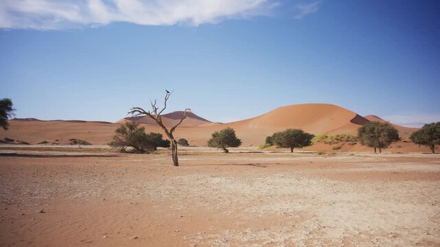 Scenic desert landscape in Namibia with big orange sand dunes and dry land, african wilderness and desolate beauty of Sossusvlei and Deadvlei