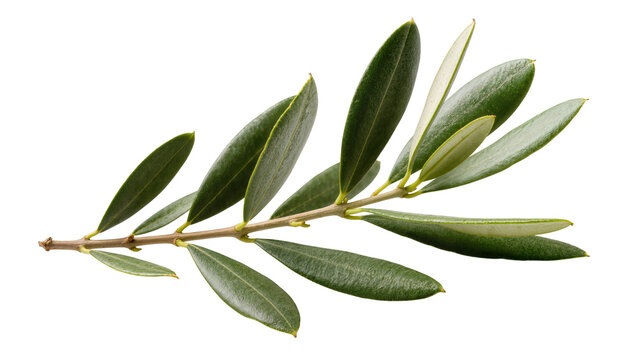 Green olive branch with multiple leaves, isolated on transparent background