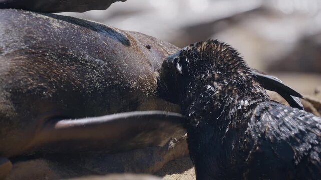 Fur seal pup suckling milk from its mother on a sandy beach in Cape Cross Seal Reserve, Namibia, showcasing mammal behavior and maternal care in wild of Africa