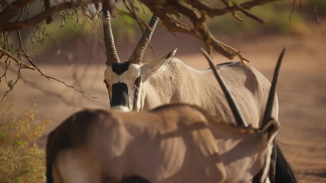 Magnificent Gemsbok oryx gazella chewing on twig in shade of a thorny tree in arid African savannah of Namibia, showcasing long horns and distinctive marks