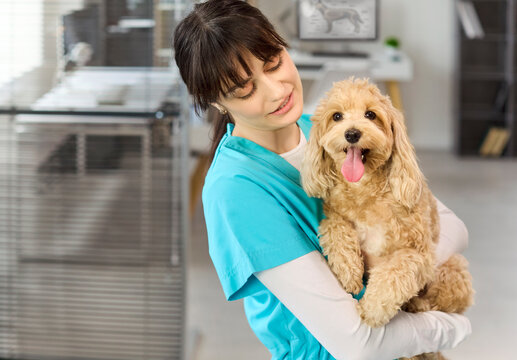 Veterinarian nurse woman holds dog puppy maltipoo. Smiling professional in scrubs cuddles a doodle poodle mix at a bright clinic, symbolizing wellness. Warm veterinary care and compassion.