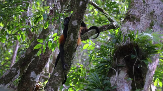 Wild Howler Monkey Resting in Tree, Corcovado National Park, Costa Rica