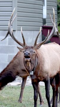 Massive Elk Bull Rutting Rut Behavior 
