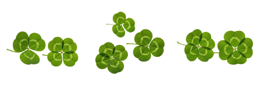 Set and collection Green Four Leaf Clover isolated on transparent png background