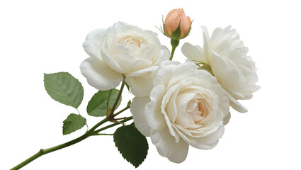 Delicate white roses with a single peach bud, isolated on transparent background © Eoin