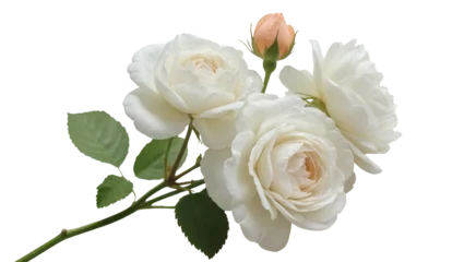 Fototapeten Rosen Delicate white roses with a single peach bud, isolated on transparent background  © Eoin