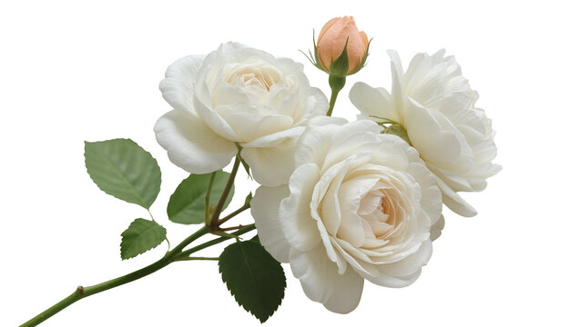 White Rose Garden Imagens – Procure 1,537,819 fotos, vetores e