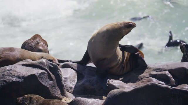 Cape fur seal sitting on rock scratching head with a flipper at Skeleton Coast in Namibia, with more seals swimming and resting in background