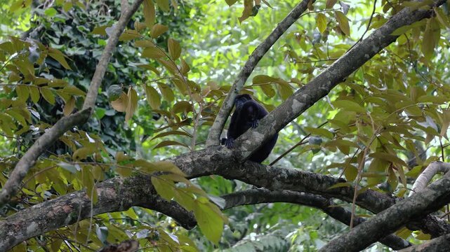 Black Howler Monkey Resting in Tree, Costa Rica