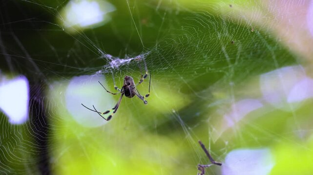 Golden Silk Orb-Weaver Spider on Web, Costa Rica