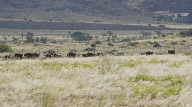 Flock of common ostriches walking through dry grassy plains of Namibian savanna with remote road and mountains background during a hot sunny day