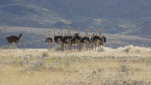 Lone ostrich walking away from large flock of wild ostriches resting together in dry, grassy savanna of Namibia, Africa, with arid mountains background