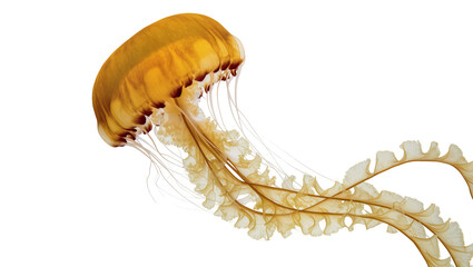 Translucent amber jellyfish with ruffled tentacles, isolated on transparent background © Eoin