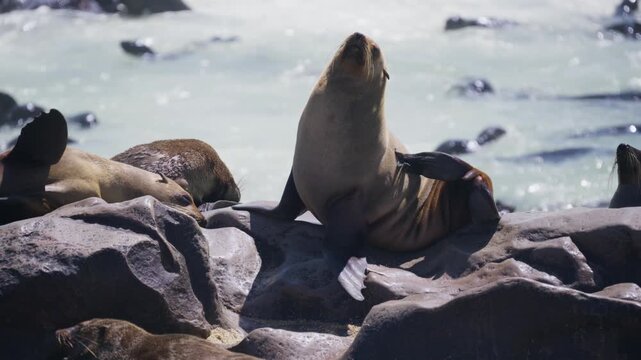 Brown fur seal scratching back with a flipper while resting on rock near water with large colony of eared seals in Namibia, southern Africa during sunny day