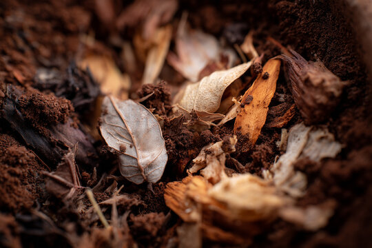 Macro photograph of decomposing plant material in soil, natural recycling process