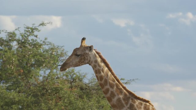 Elegant giraffe feeding on green leaves from acacia tree in african savannah of Namibia, showcasing long neck and graceful herbivore behavior in its habitat