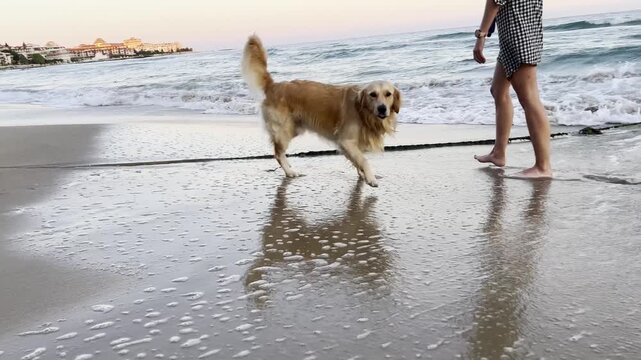 Golden retriever playing with sea waves and then walking toward camera on wet sandy beach. High quality 4k footage