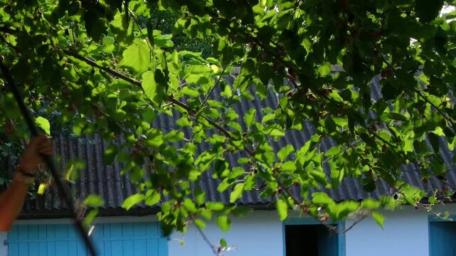 Pruning and thinning a mulberry tree rural courtyard near a white barn with blue doors. Garden maintenance work is done outdoors, carefully cutting branches to improve tree growth and keep yard tidy.