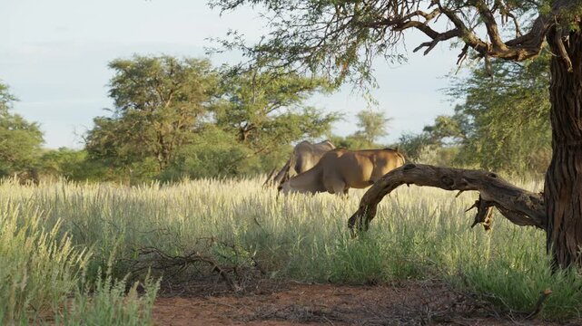 Pair of common eland antelopes grazing in tall grasslands of sunny African savanna in Namibia with a gnarled acacia tree branch in foreground during daytime