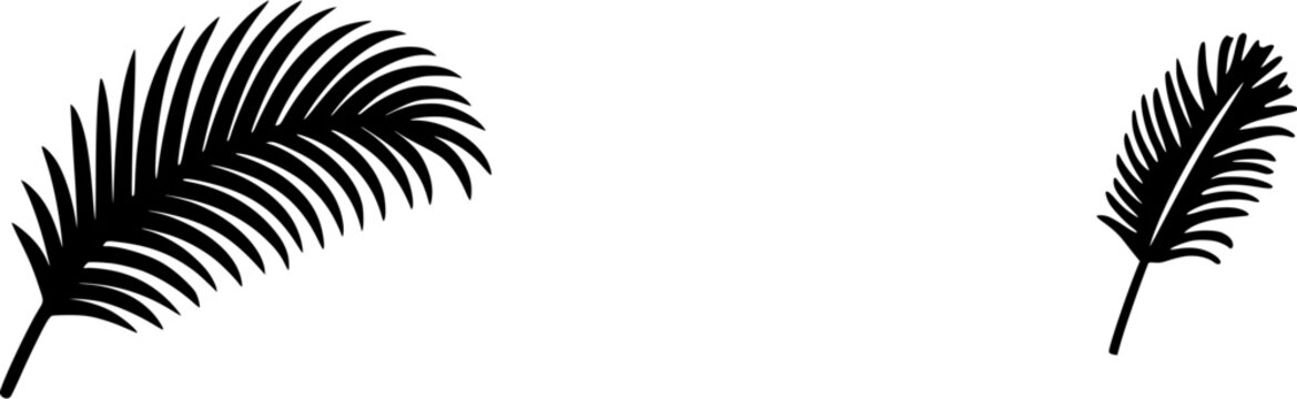 A pristine ostrich feather, with its delicate wisps of white barbs, stands alone against an immaculate white backdrop, exuding elegance and simplicity