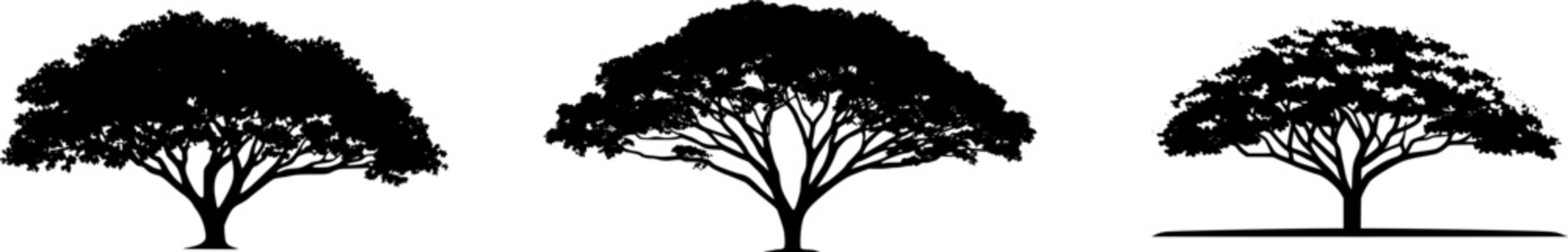 A majestic Teak tree stands tall with its large, rugged leaves and sturdy trunk, set against a pristine white backdrop