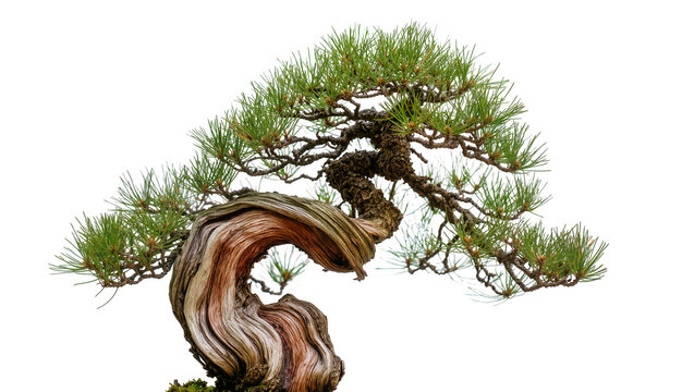 Twisted ancient pine bonsai tree with green needles, isolated on transparent background