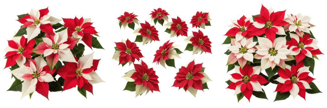 Set and collection Red Flowers isolated on transparent png background