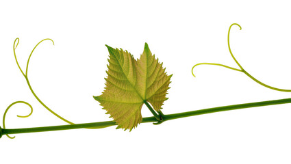 Obraz premium Green grape vine stem with serrated leaf and curling tendrils, isolated on transparent background