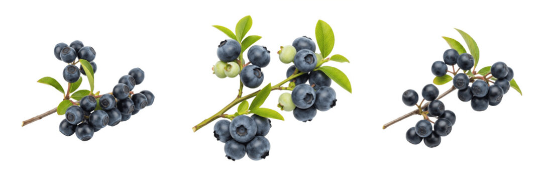 Set and collection Blueberries isolated on transparent png background