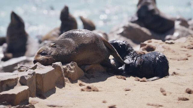 Cape fur seal mother and her newborn pup relaxing on sandy beach at Cape Cross Seal Reserve, immense colony of seals in Namibia, Skeleton Coast National Park