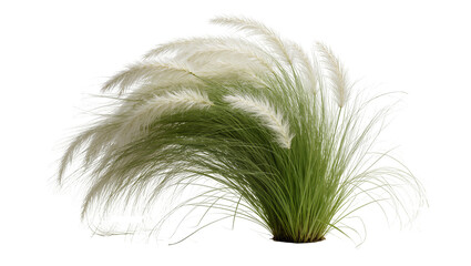 Fluffy white pampas grass plumes with green stalks, isolated on transparent background © Eoin