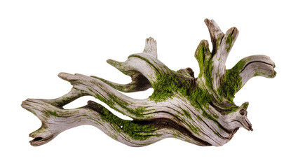 Gnarly weathered driftwood branch with green moss, isolated on transparent background © Eoin