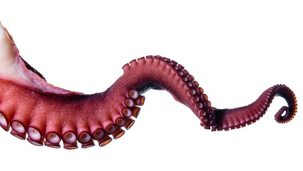 Close-up of a single red octopus tentacle with suckers, isolated on transparent background © Eoin