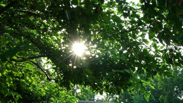 green mulberry leaves with sunlight shining through them. Warm sun rays filter between the foliage, creating a soft glowing natural pattern in a peaceful summer garden atmosphere.