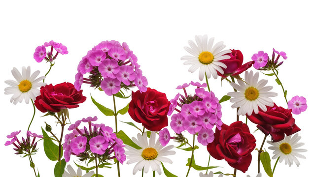 Red roses and pink phlox flowers with white daisies, isolated on transparent background