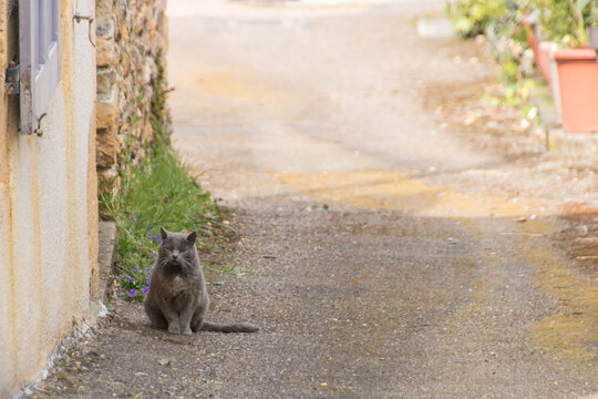 chat gris assis dans une rue